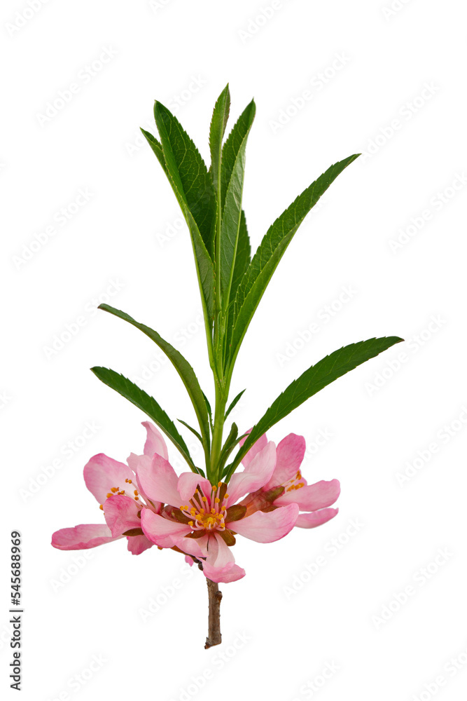 almond branch with pink flowers and leaves on a transparent background almond branch with pink flowers and leaves on a transparent background