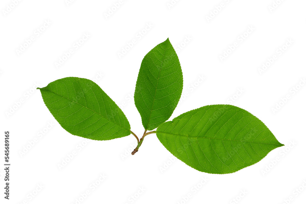 a tree branch with green leaves isolated on a transparent background a tree branch with green leaves isolated on a transparent background