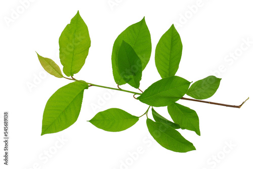 a tree branch with green leaves isolated on a transparent background