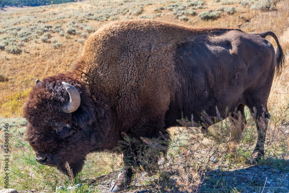 American bison at Yellowstone national park. USA. American bison at Yellowstone national park. USA.