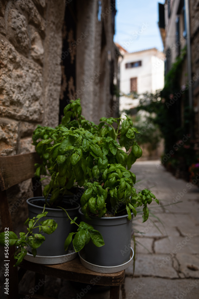Basil plant growing on the streets of Bale, Croatia