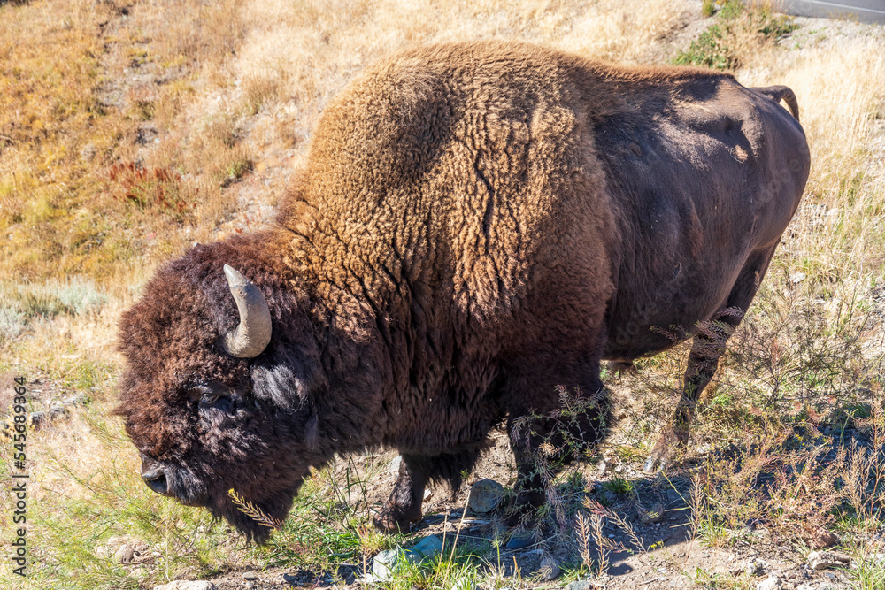 American bison at Yellowstone national park. USA. American bison at Yellowstone national park. USA.