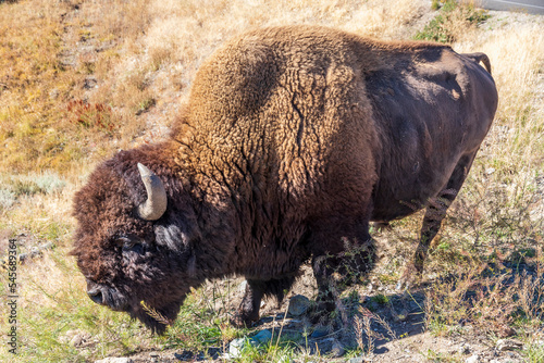 American bison at Yellowstone national park. USA.
