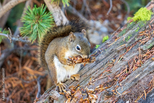 Squirrel eating at Yellowstone national park. USA.