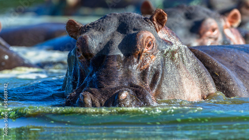 Hippo Large Bull Animal Waterhole Close-Up Safari Wildlife Wilderness Reserve.