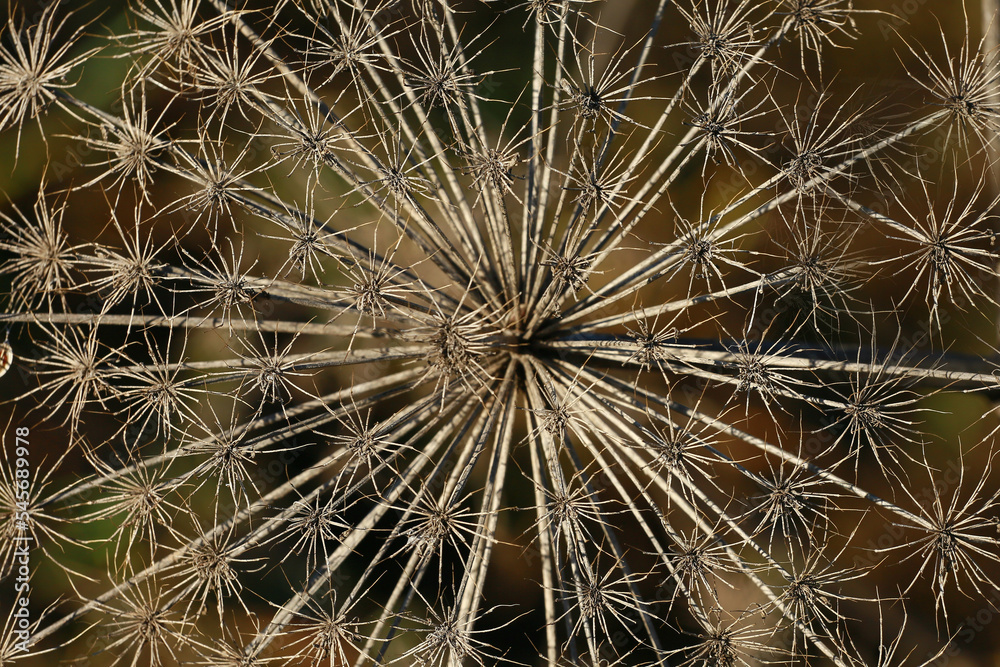 Fototapeta premium macro photo of hogweed