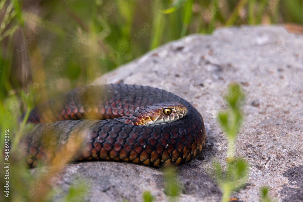Red-bellied black snake sunbathing on a rock Red-bellied black snake sunbathing on a rock
