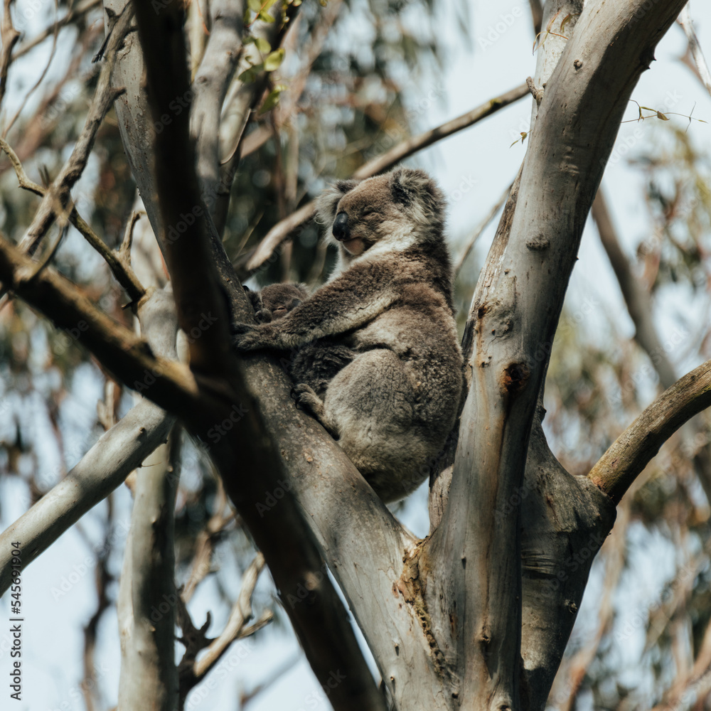 Fototapeta premium Koala resting in a tree with its joey. 