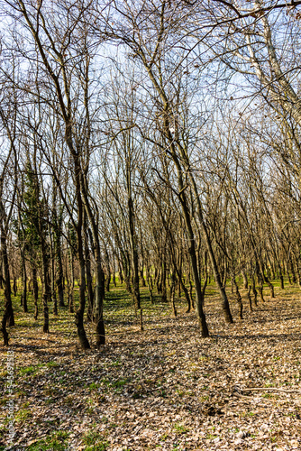 Fototapeta Naklejka Na Ścianę i Meble -  Tree trunks in a dense forest, way through rows of trees.