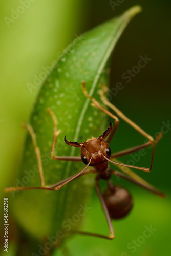 The Mini World of Ants © Stefanus Hartanto