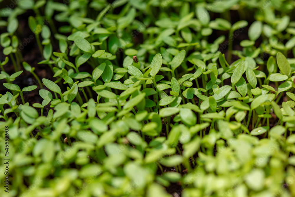 Carved vegetables, small trees, medium trees, large trees ready to be cut. Cutting is available in both green and purple colors that are fertile, strong, beautiful, organic without fertilizers.