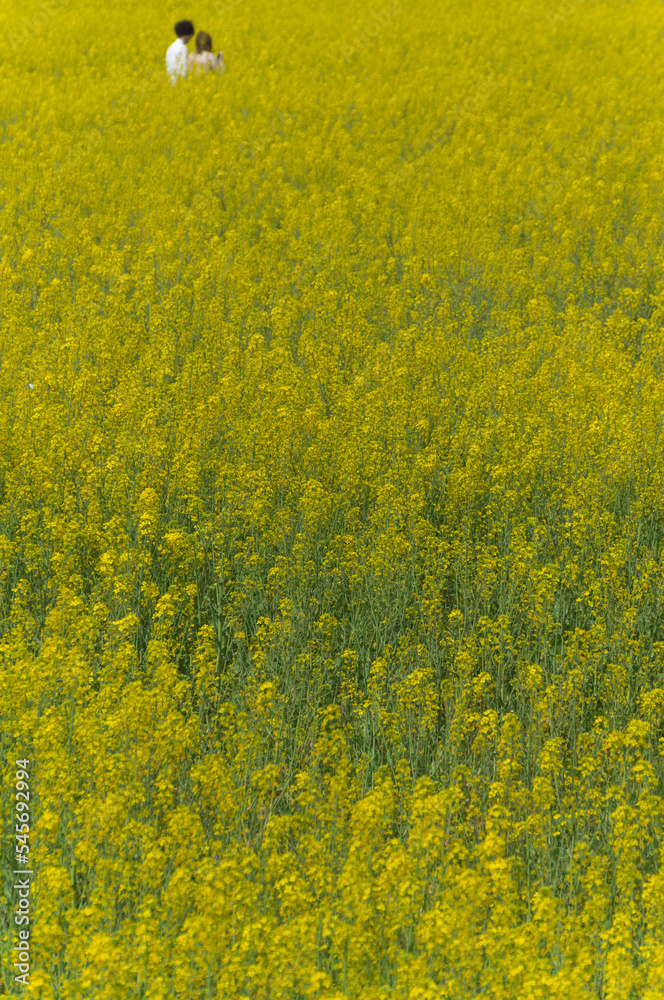 Canola flower at the site of the Fujiwara Palace, Takadono-cho, Kashihara City, Nara Prefecture. Canola flower at the site of the Fujiwara Palace, Takadono-cho, Kashihara City, Nara Prefecture.