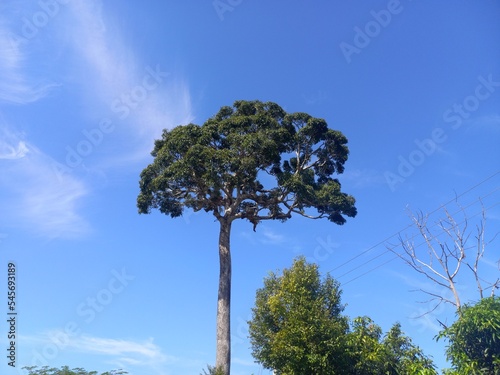 tree and sky