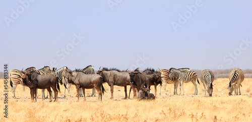 Large herd of Zebra and Wildebeest mixing with each other and grazing on the bright dry yellow African Savannah