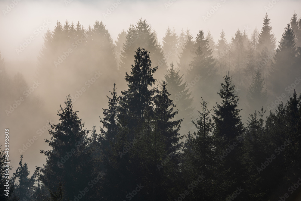 Misty foggy sunrise over group of trees on hilltop.