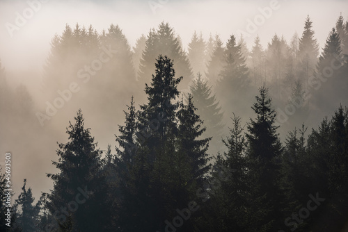 Fototapeta Naklejka Na Ścianę i Meble -  Misty foggy sunrise over group of trees on hilltop.