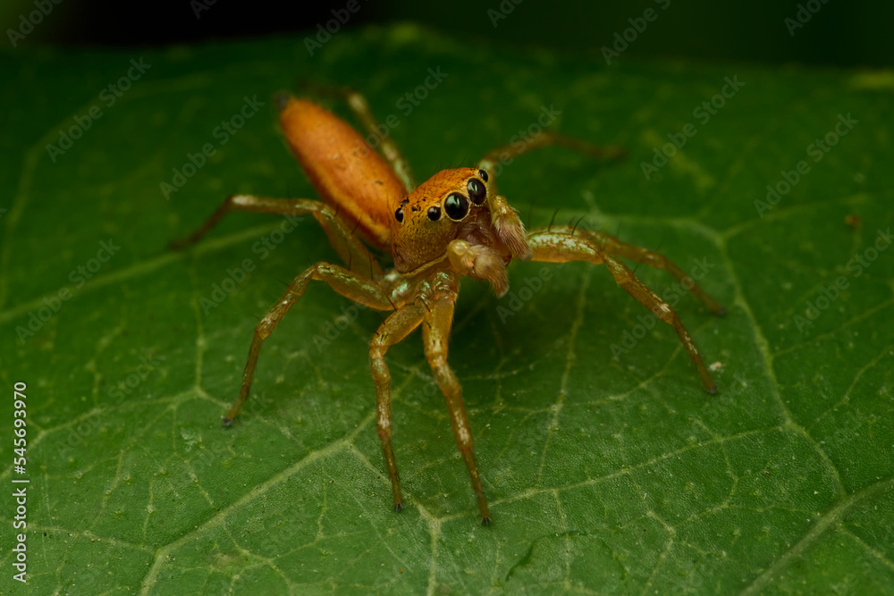 The Mini World of Spider