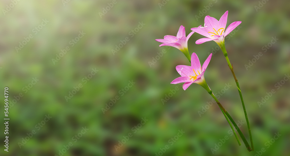 Purple Fairy Lily, Rain Lily, or Zephyr Flowers with clipping paths on blur background, soft and selective focus, copy space Purple Fairy Lily, Rain Lily, or Zephyr Flowers with clipping paths on blur background, soft and selective focus, copy space