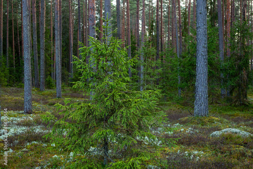 Obraz premium Forest scene in late autumn with spruce tree as a subject in Latvia
