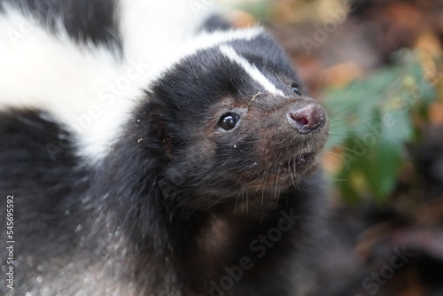 Fototapeta Striped skunk
