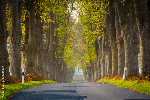 Allee Stra  e im Herbst