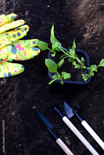 hand puts ground under a green tomatoThe concept of caring for plants and growing organic products.