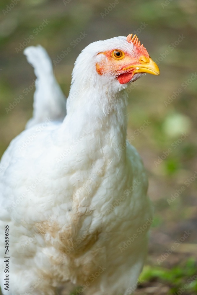 Vertical closeup shot of a white chicken on a farm Vertical closeup shot of a white chicken on a farm