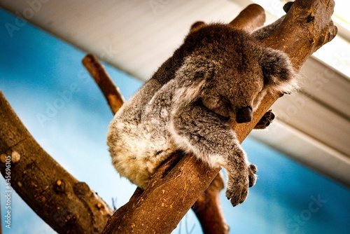 Closeup shot of a sleepy koala bear hugging a tree branch, in a zoo photo