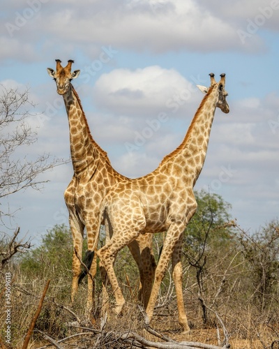 Vertical shot of giraffes standing across each other in a field