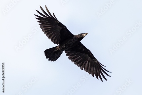 Low angle shot of a black northern raven in a clear blue sky © Vlad Negru/Wirestock Creators