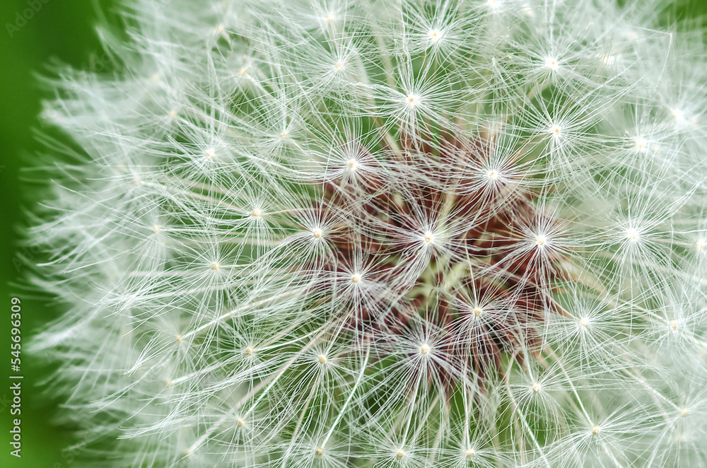 White dandelion on a background of green grass close-up. Natural spring background. Beautiful dandelion flower with seeds in the field. Fluffy dandelion in the garden in summer. White dandelion on a background of green grass close-up. Natural spring background. Beautiful dandelion flower with seeds in the field. Fluffy dandelion in the garden in summer.