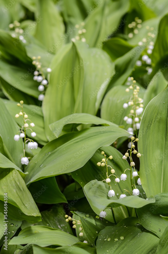 Obraz premium Lily of the valley flowers.Blooming lily of the valley in the forest. Lily of the valley. Convallaria majalis. Spring background. Flower background 