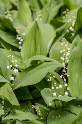 Lily of the valley flowers.Blooming lily of the valley in the forest. Lily of the valley. Convallaria majalis. Spring background. Flower background 