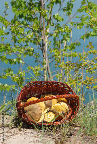 Forest mushrooms in a basket against the background of a young birch tree of a blue lake. Spring boletus.