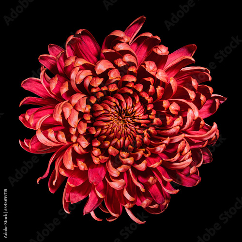 Fototapeta Naklejka Na Ścianę i Meble -  Beautiful blooming red chrysanthemum flower isolated on black background. Studio close-up shot.