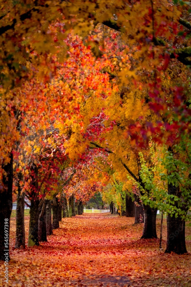 Fototapeta premium Vertical shot of a path with colorful trees on both sides. Beautiful autumn landscape.