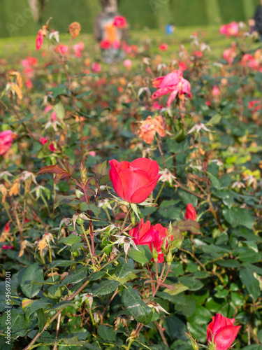 Champ de roses