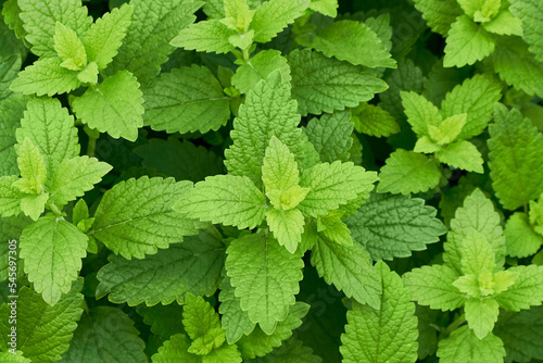 Fresh green shoots of lemon balm or Melissa officinalis in the summer garden. Plant natural background.