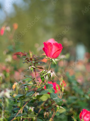 Rose à l'automne