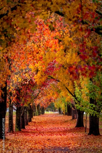 Vertical shot of a path with colorful trees on both sides. Beautiful autumn landscape.
