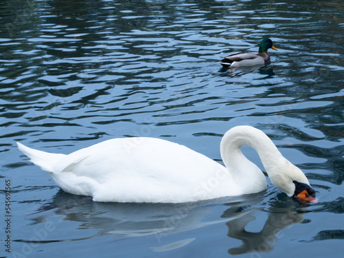 Cygne blanc 