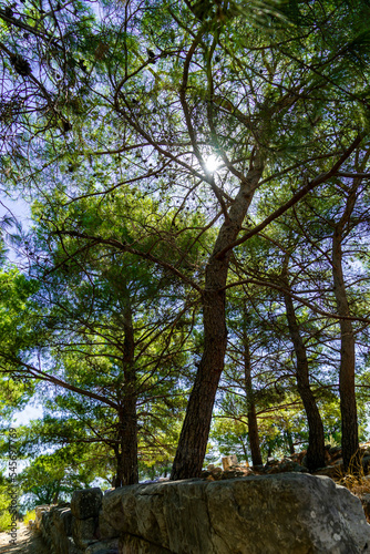 Vertical photo of the pine trees with variety trunks, branches and green needles in the forest against the blue sky with the sunlight. Road view with trees. Selective focus, abstract, wallpaper. 