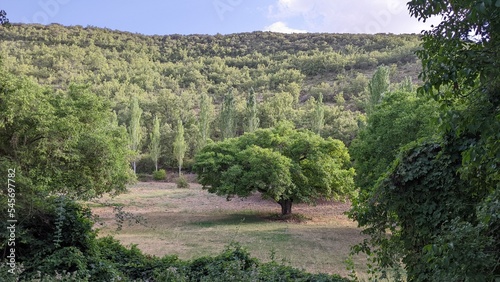 forest in the mountains