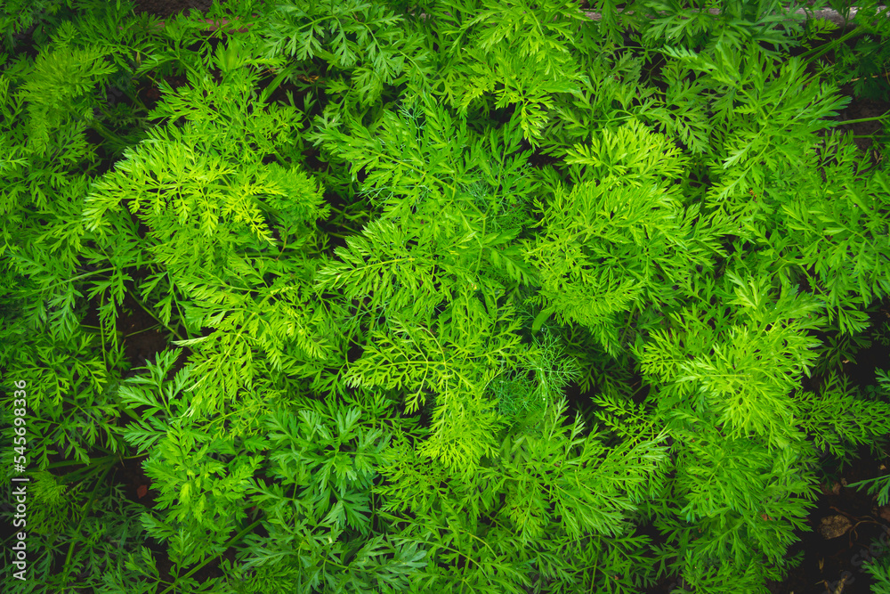 Background from green grass. Green leaves with water drops close up. Background from green grass. Green leaves with water drops close up.