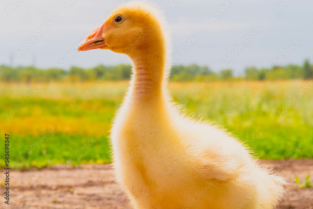 Gosling. Poultry farm for breeding geese. Little goose chicks in the grass. Gosling. Poultry farm for breeding geese. Little goose chicks in the grass.