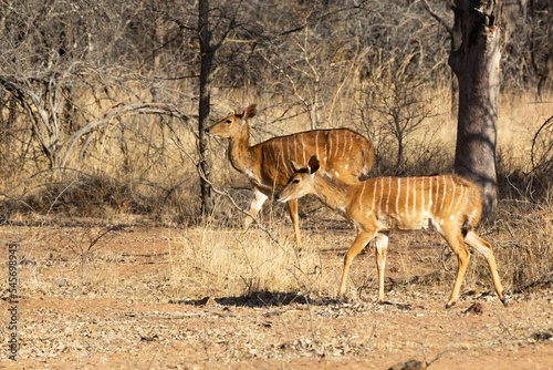 Beautiful shot of two nyalas (Tragelaphus angasii) walking in a safari photo