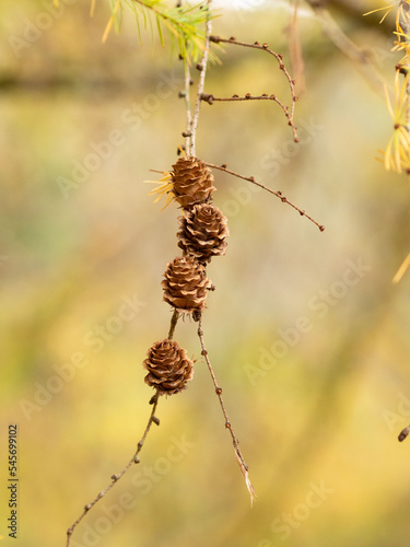 Pommes de pin