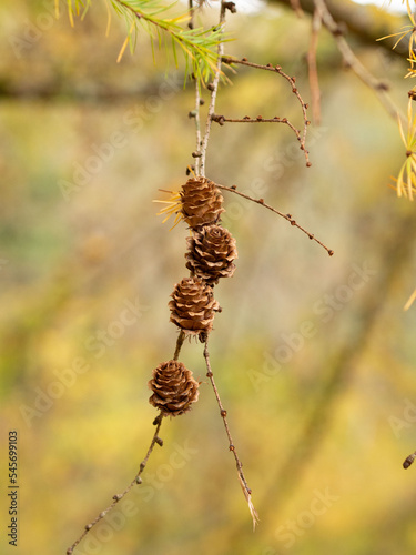 Pommes de pin à l'automne
