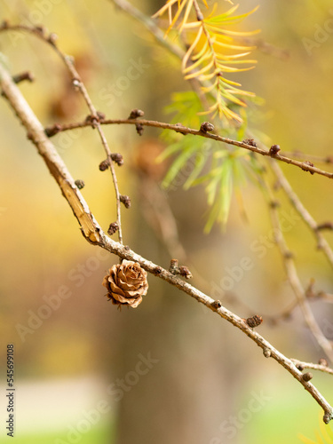 Branche avec pomme de pin