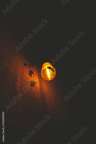 Insects flying and perching on yellow lamp light on the wall in the dark photo
